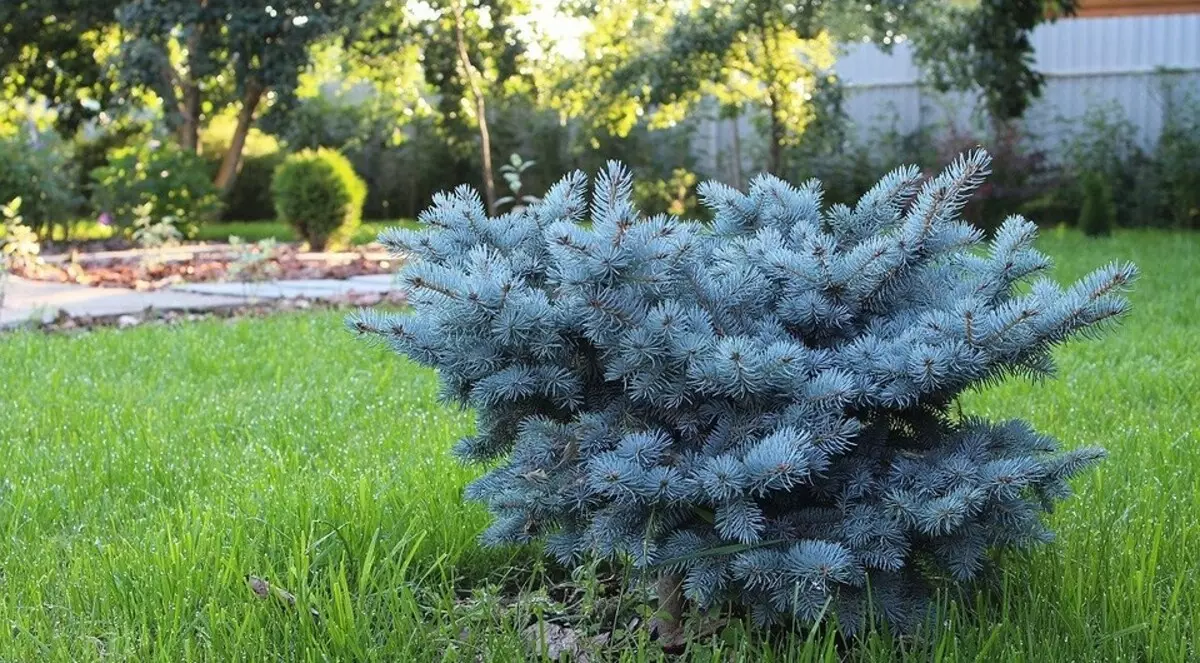 6 of the most important cases in the care of conifers in spring 3647_3