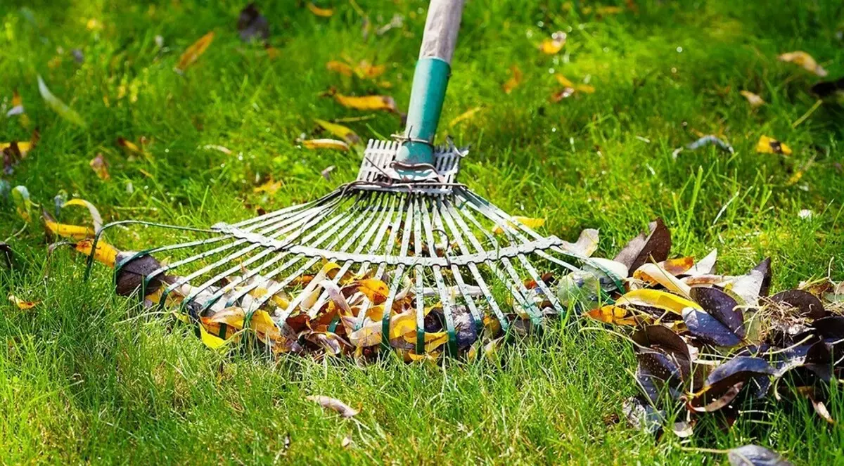 Cách chăm sóc một bãi cỏ: thủ tục cần thiết và công việc theo mùa 36512_12