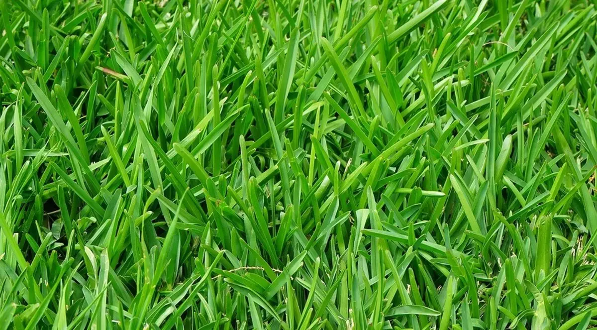 Cách chăm sóc một bãi cỏ: thủ tục cần thiết và công việc theo mùa 36512_14