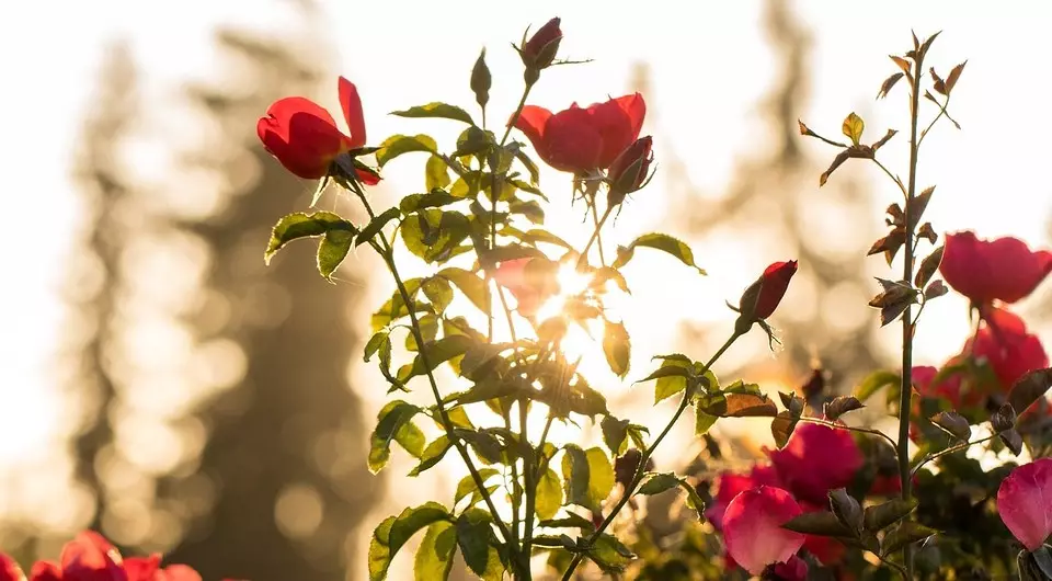 如何从花束上玫瑰：园丁的详细指南