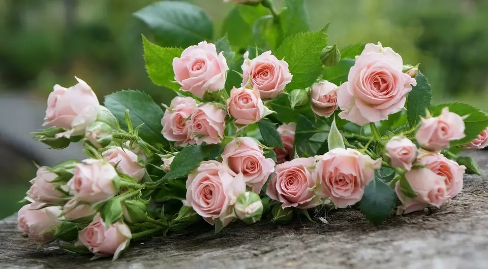 Cómo cultivar una rosa de un bouquet: una guía detallada para el jardinero 3657_3