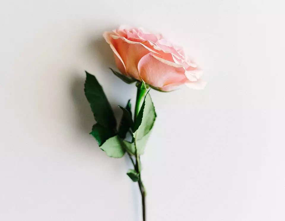 गुलदस्तावरून गुलाब कसा वाढवायचा: माळीसाठी तपशीलवार मार्गदर्शक 3657_5