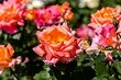 Dekoracja łóżek kwiatów z różami: Przydatne wskazówki i 65+ zdjęć pięknych kompozycji