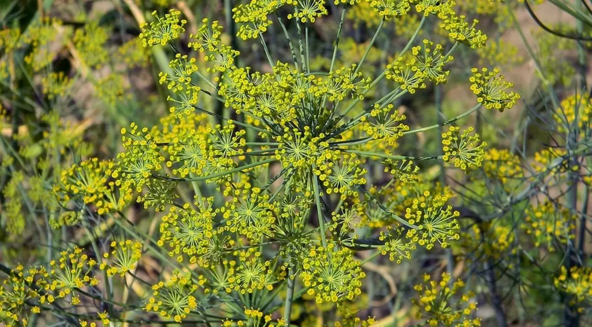 Was zum Pflanzen auf sandigem Boden: Gemüse, dekorative und Fruchtkulturen 36928_11