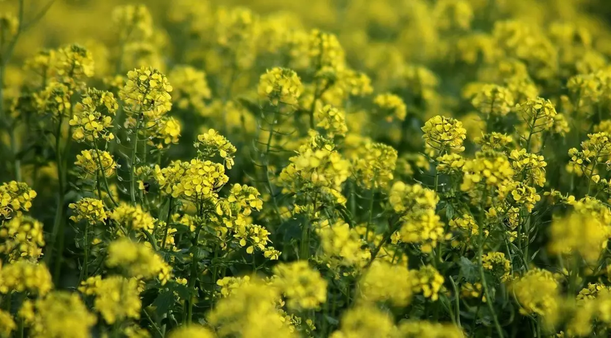 砂土种植什么：蔬菜，装饰和水果作物 36928_7