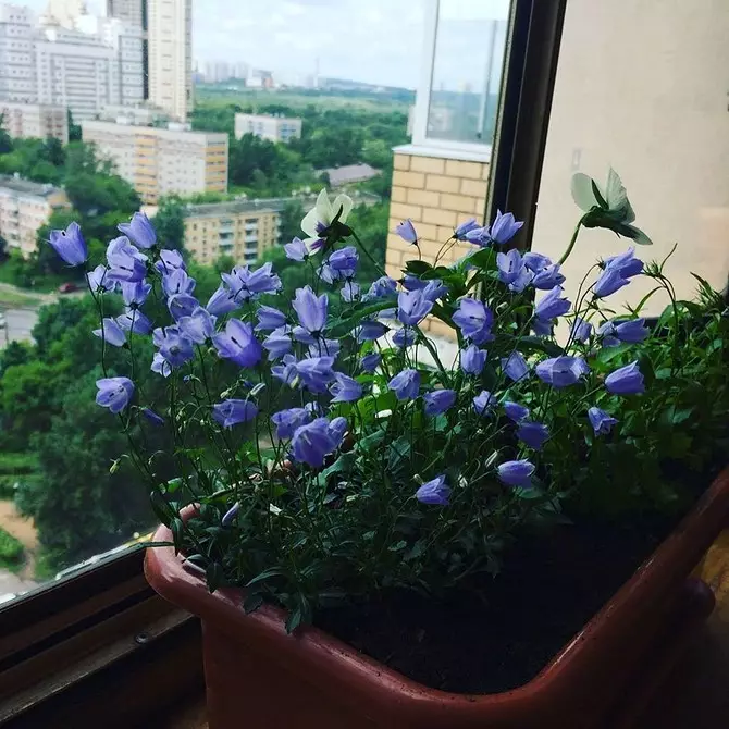 Wenn Sie kein Hütten haben: Wie man ein Blumenbett auf dem Balkon mit eigenen Händen herstellt 3747_17