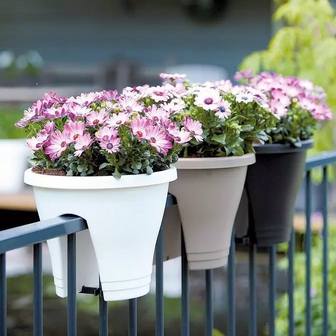 Se non tes unha casa de campo: como facer unha cama de flores na terraza coas túas propias mans 3747_40