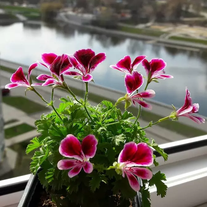 Wenn Sie kein Hütten haben: Wie man ein Blumenbett auf dem Balkon mit eigenen Händen herstellt 3747_43