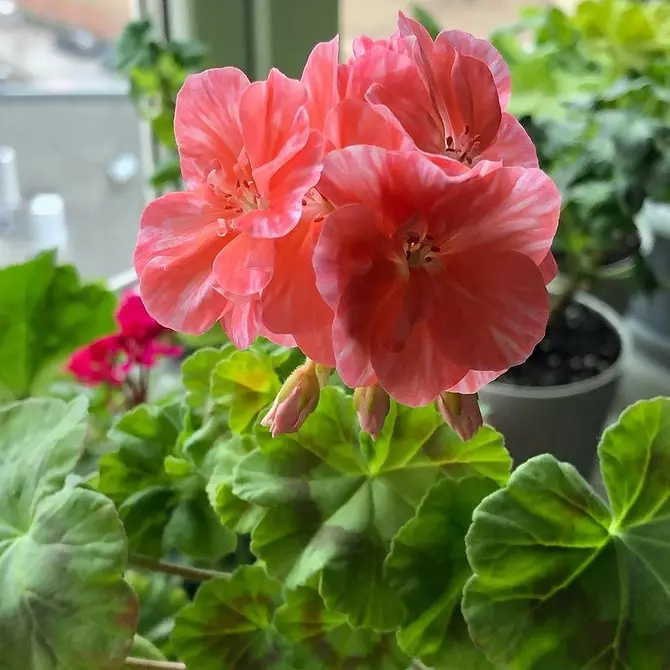 Om du inte har en stuga: Hur man gör en blomma säng på balkongen med egna händer 3747_61