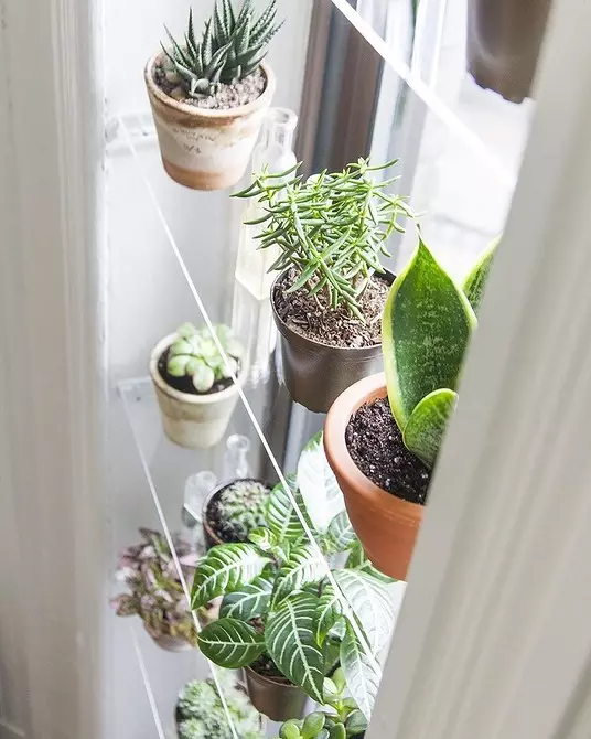 Hvis du ikke har en hytte: hvordan lage en blomsterbed på balkongen med egne hender 3747_64