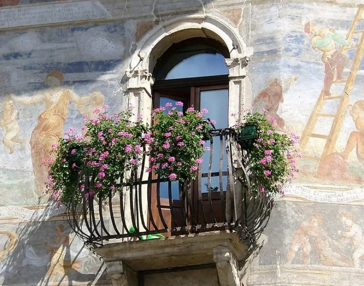 Si no teniu una casa de camp: com fer un llit de flors al balcó amb les vostres pròpies mans 3747_80