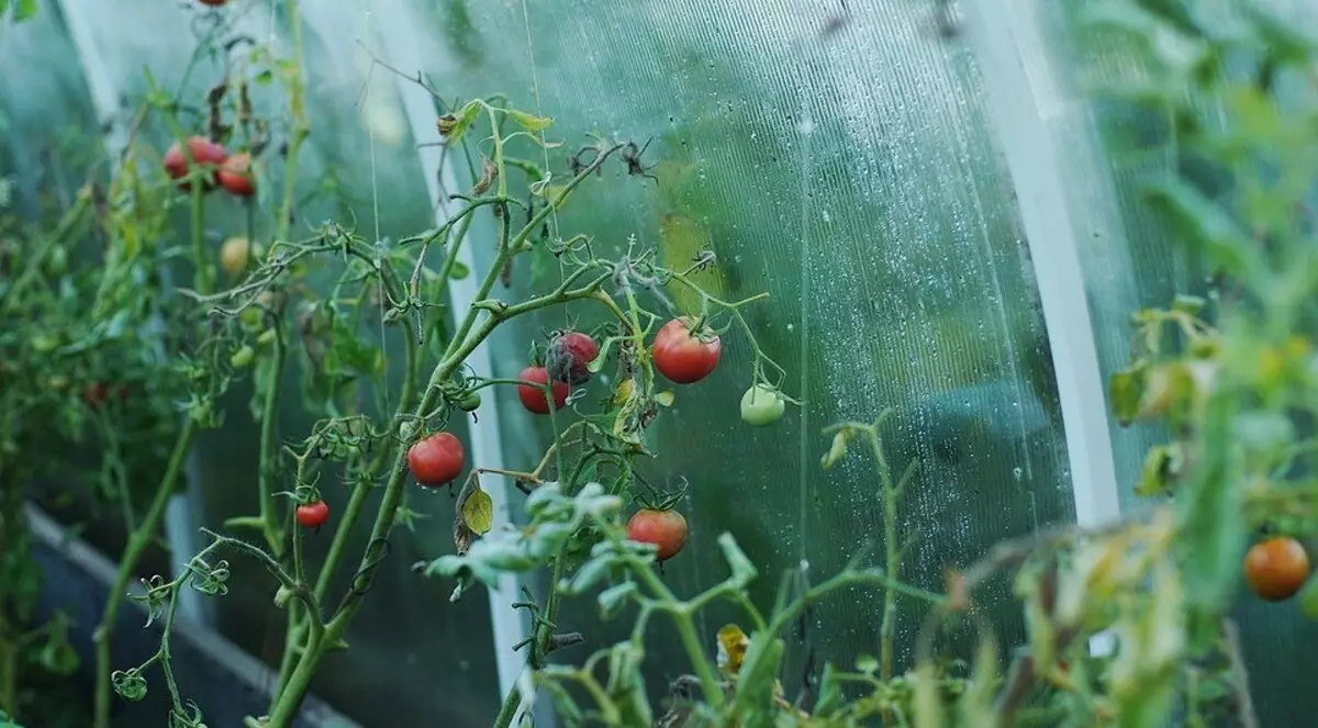 I le Gardener tusi: O le a le mea ua totoina ia Aperila i le atunuu 3802_4