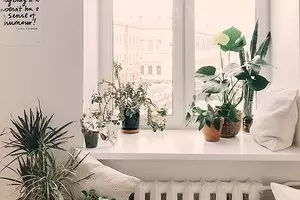מה לגדול על אדן החלון באביב הזה: 6 צמחים טרנדיים, יפה ובריאים 3807_1