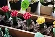 6 cacti nzuri zaidi ambayo itakuja na kila mtu