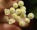 Quoi grandir sur le rebord de la fenêtre dans ce printemps: 6 plantes branchées, belles et saines 3807_16