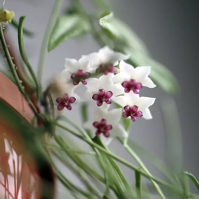 რა უნდა გაიზარდოს ფანჯარაში ამ გაზაფხულზე: 6 trendy, ლამაზი და ჯანსაღი მცენარეები 3807_18