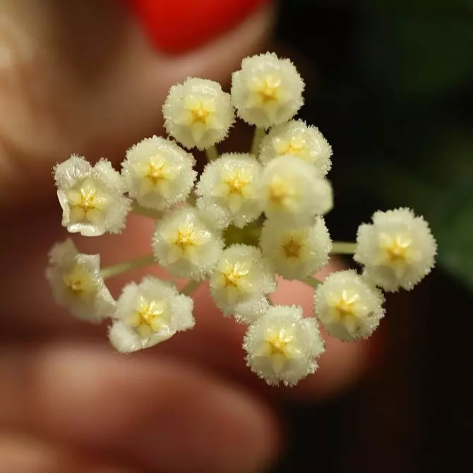 Quoi grandir sur le rebord de la fenêtre dans ce printemps: 6 plantes branchées, belles et saines 3807_19