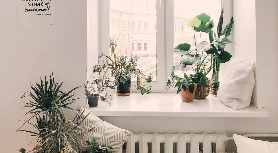 Wat te groeien op de vensterbank in deze lente: 6 trendy, mooie en gezonde planten