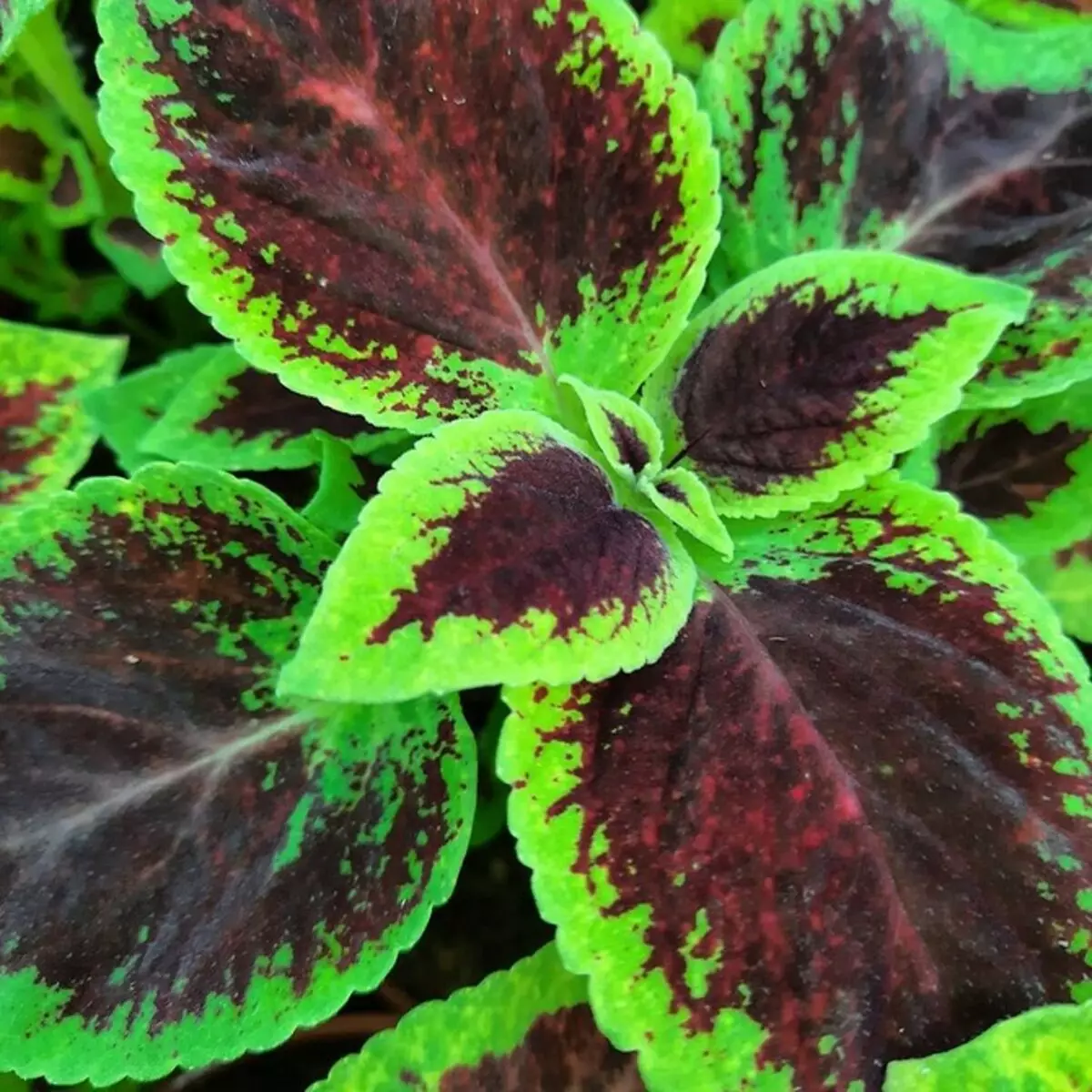 Quoi grandir sur le rebord de la fenêtre dans ce printemps: 6 plantes branchées, belles et saines 3807_26