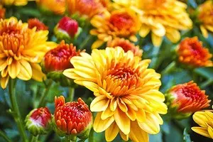 What flowers to put on the cottage in April: a list of beautiful plants for your flowerbeds 3911_1