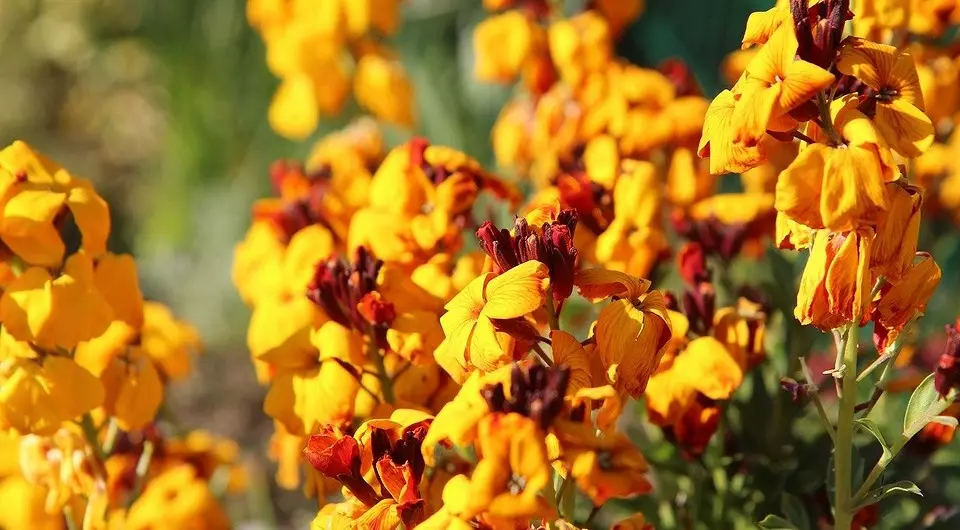 Quelles fleurs à mettre sur le chalet en avril: une liste de belles plantes pour vos parterres de fleurs 3911_10