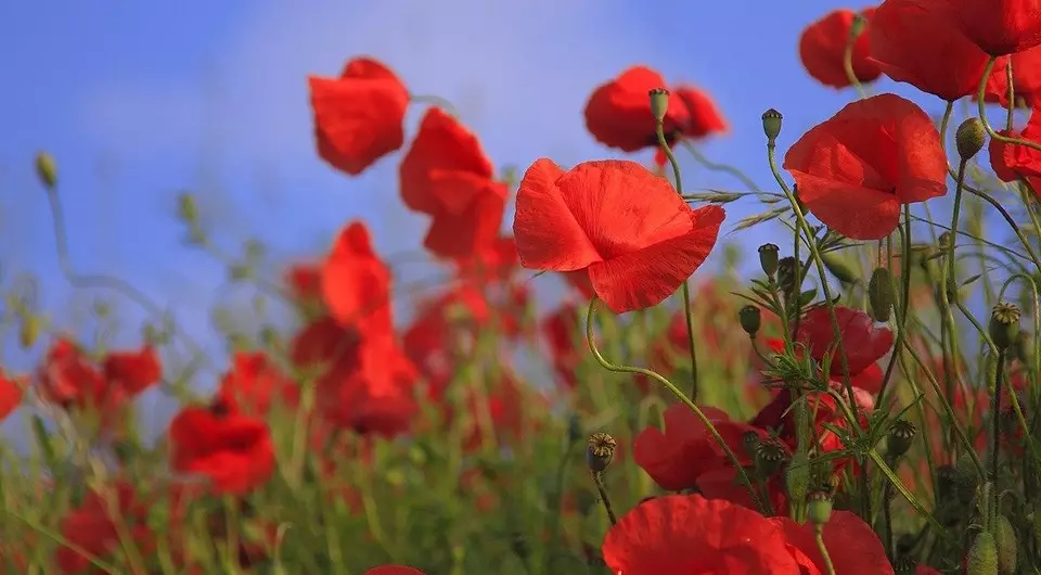 Quelles fleurs à mettre sur le chalet en avril: une liste de belles plantes pour vos parterres de fleurs 3911_12