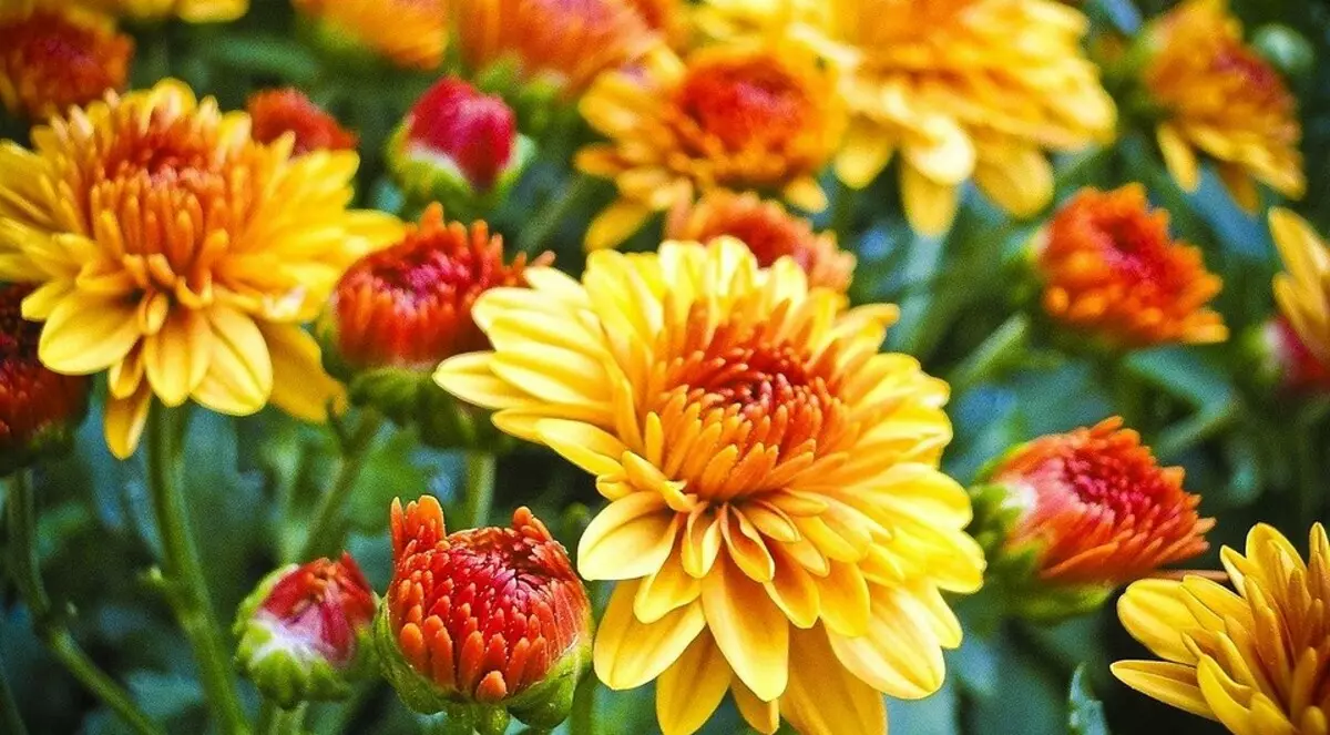 ما الزهور لوضعها على الكوخ في أبريل: قائمة النباتات الجميلة لزهورك