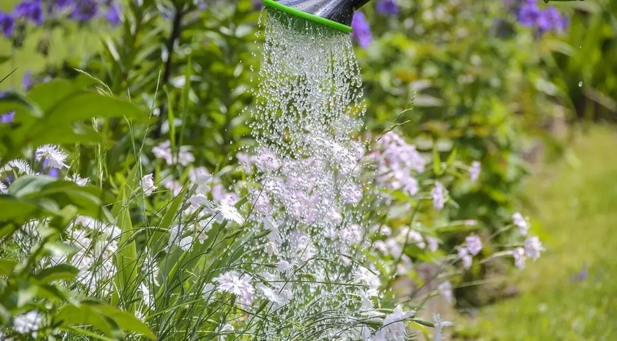 Watter blomme moet in April op die huisie sit: 'n lys van pragtige plante vir jou blombeddings 3911_3