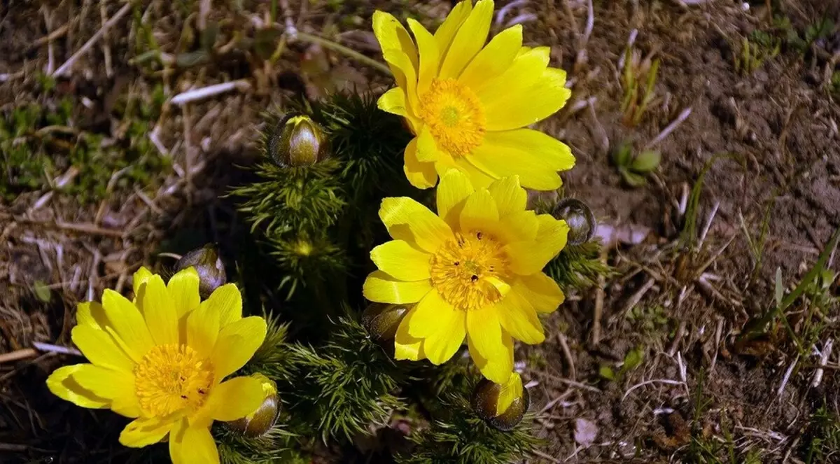 Nisan ayında yazlıkta hangi çiçeklere koyacak çiçekler: Flowerbeds için güzel bitkilerin bir listesi 3911_5