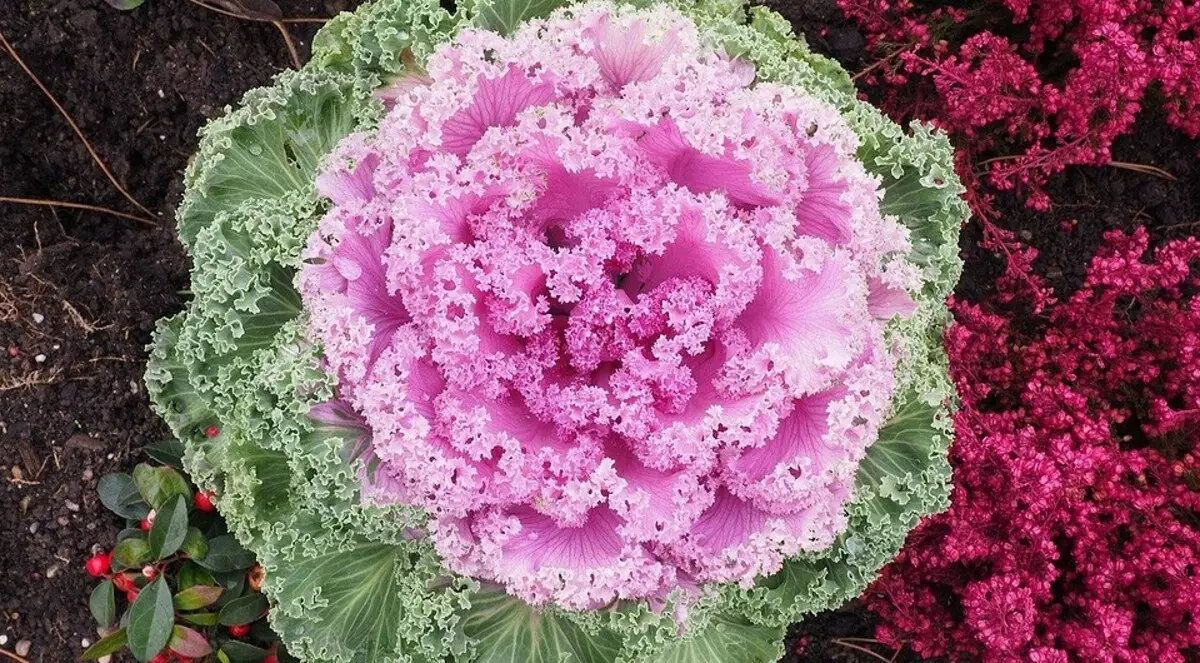 4月份露台上的露台上的花朵：花床的美丽植物清单 3911_6