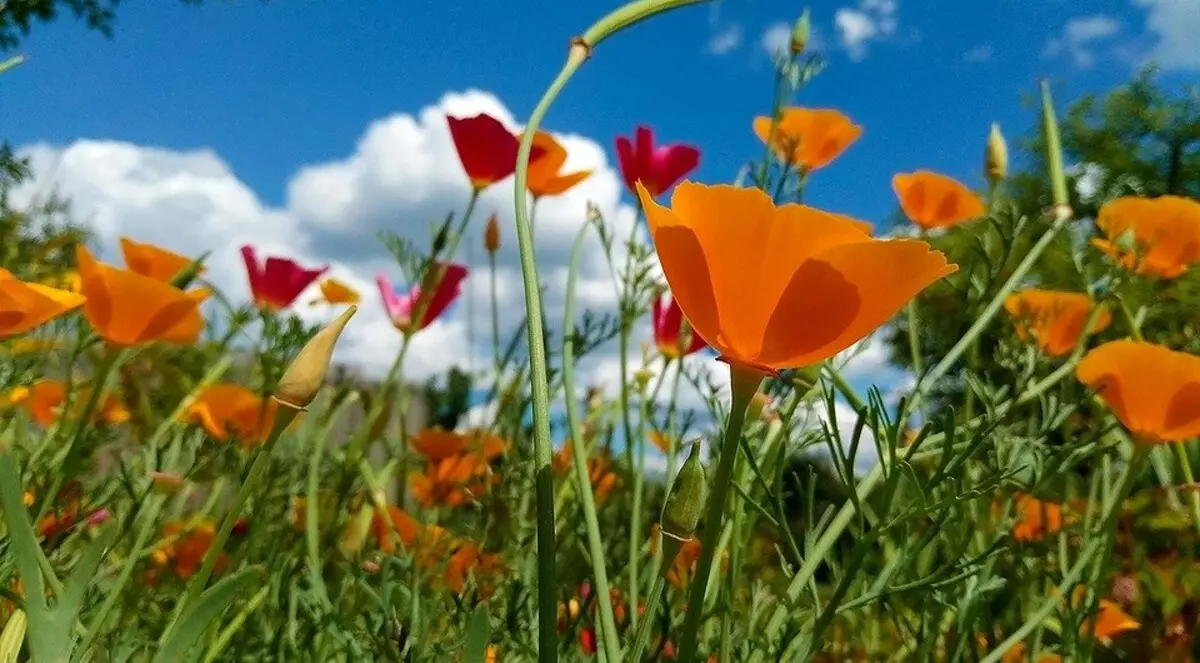 Watter blomme moet in April op die huisie sit: 'n lys van pragtige plante vir jou blombeddings 3911_7