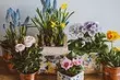 5 ყვავის მცენარეები, რომლებიც უნდა მიეცეს ვალენტინობის დღეს (ისინი უკეთესია, ვიდრე ბუკეტი!)