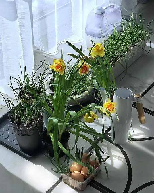 5 plantas domésticas que criam uma atmosfera de primavera, mesmo que o calor ainda não venha 4286_36