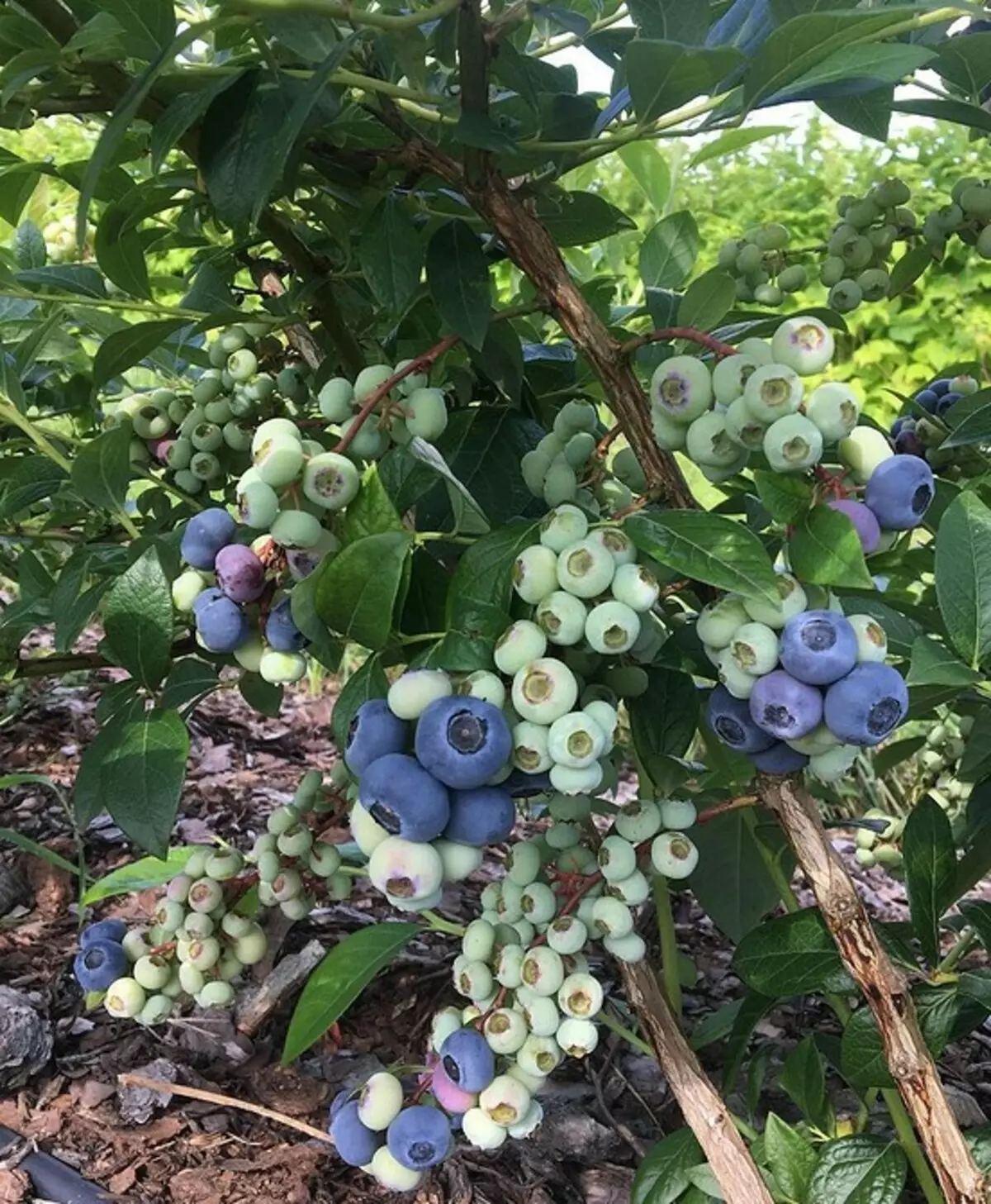 6 jenis blueberries taman terbaik untuk rantau Moscow 43354_10