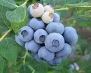 6 Pi bon kalite Blueberries Jaden pou Moskou Rejyon 43354_11