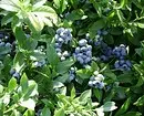 6 Pi bon kalite Blueberries Jaden pou Moskou Rejyon 43354_12