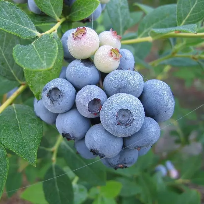 6 bedste slags haven blåbær til Moskva-regionen 43354_13