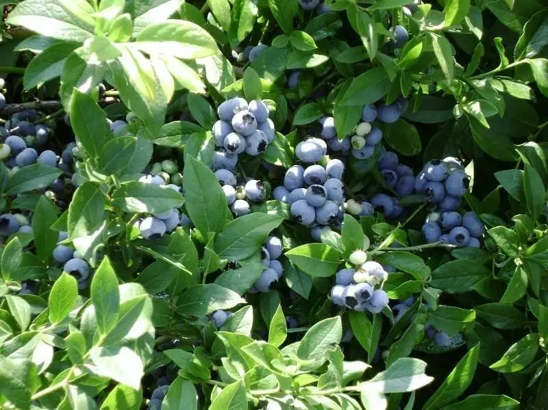 6 plej bonaj specoj de ĝardenaj blueberries por Moskva regiono 43354_14