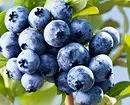 6 plej bonaj specoj de ĝardenaj blueberries por Moskva regiono 43354_15