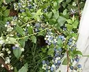 6 jenis blueberries taman terbaik untuk rantau Moscow 43354_16