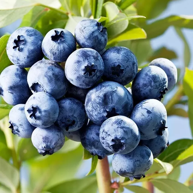 6 plej bonaj specoj de ĝardenaj blueberries por Moskva regiono 43354_17