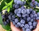 6 Pi bon kalite Blueberries Jaden pou Moskou Rejyon 43354_19