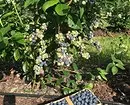 6 Labing maayo nga mga lahi sa mga tanaman nga blueberries alang sa Moscow Region 43354_20