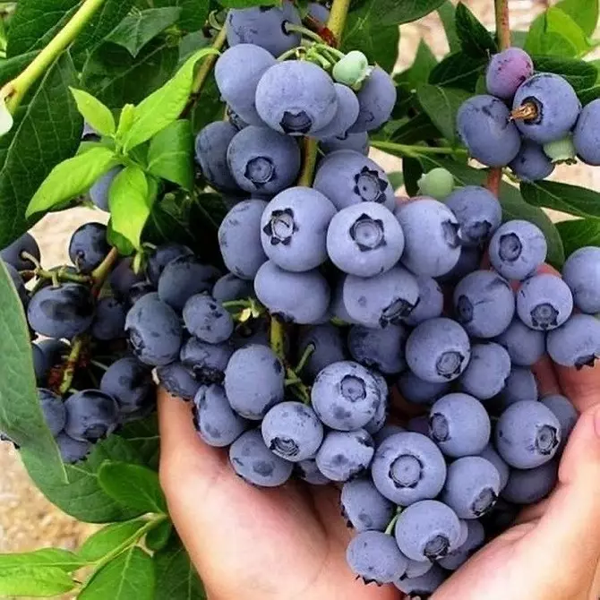 6 jenis blueberries taman terbaik untuk rantau Moscow 43354_21
