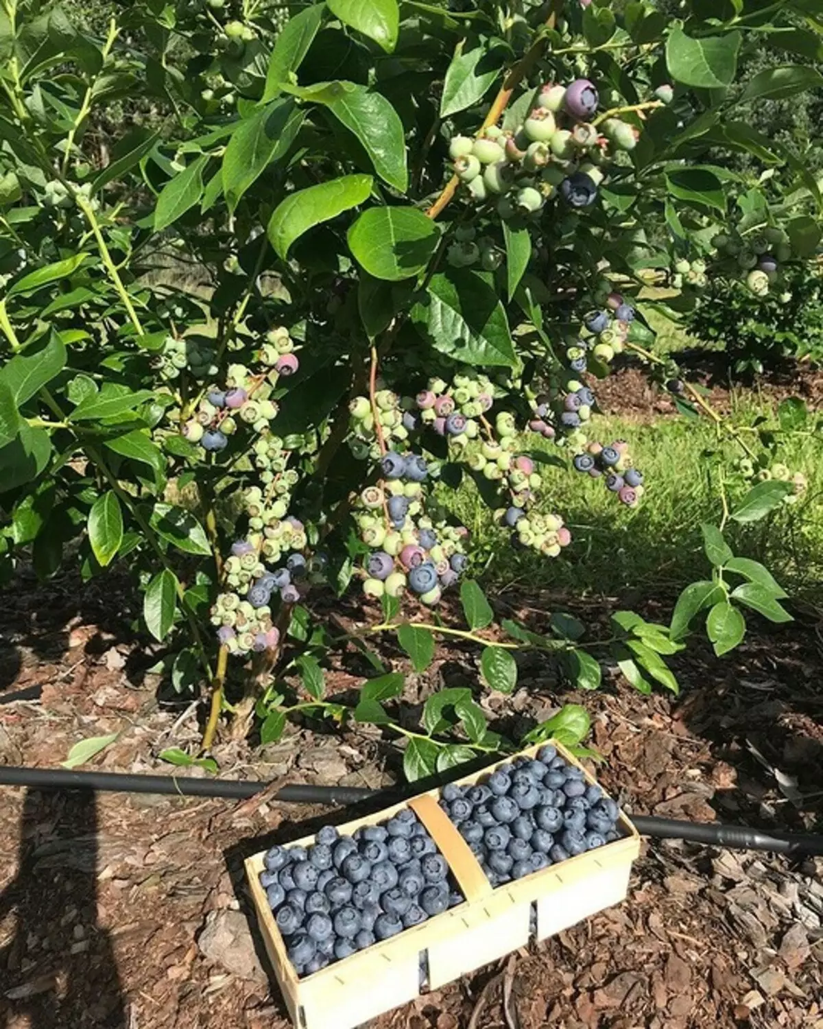6 jenis blueberries taman terbaik untuk rantau Moscow 43354_22