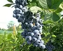 6 jenis blueberries taman terbaik untuk rantau Moscow 43354_23