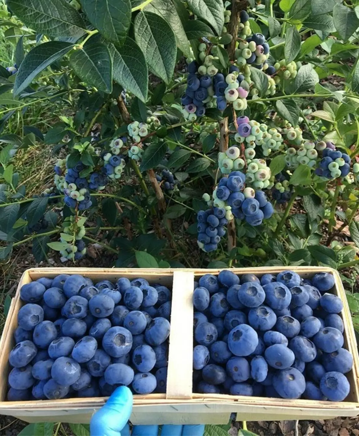 6 plej bonaj specoj de ĝardenaj blueberries por Moskva regiono 43354_26