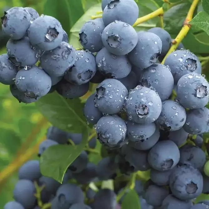 6 plej bonaj specoj de ĝardenaj blueberries por Moskva regiono 43354_29
