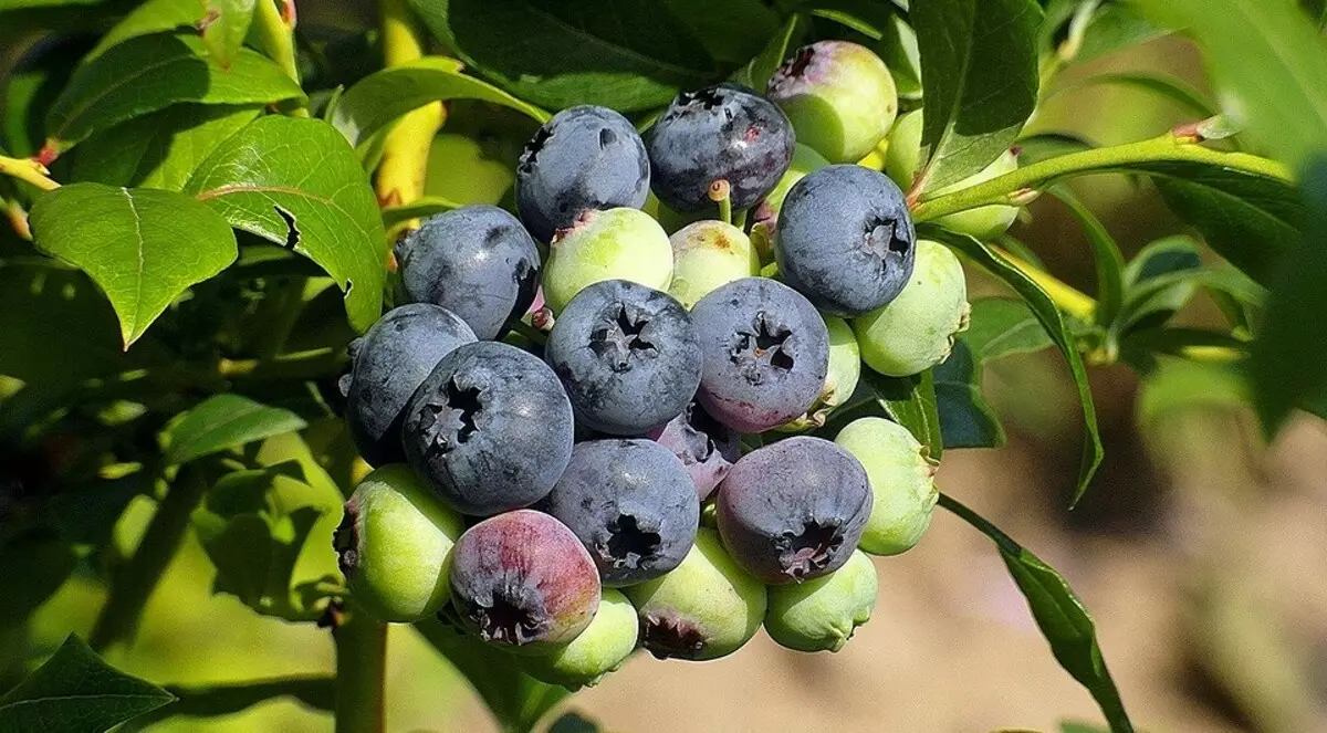 6 Pi bon kalite Blueberries Jaden pou Moskou Rejyon 43354_3