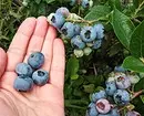 6 bästa sorts trädgård blåbär för Moskva regionen 43354_7